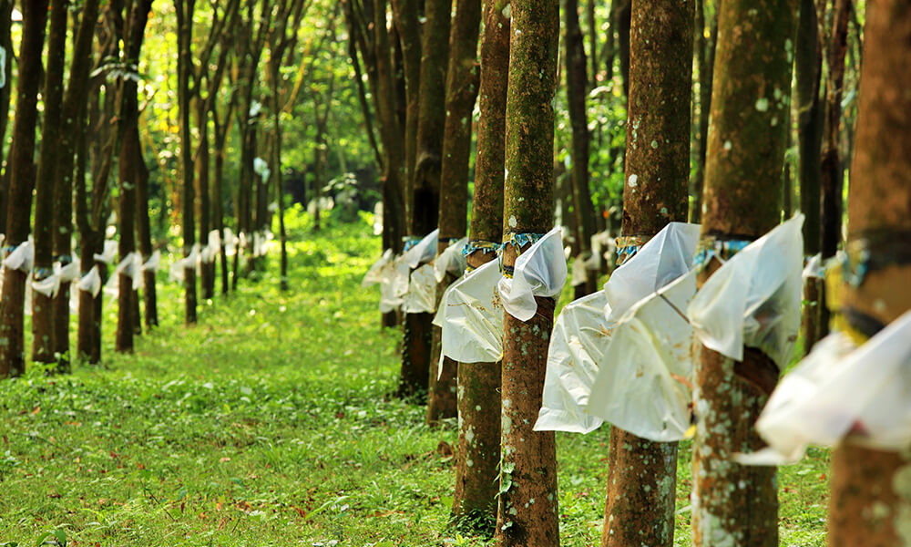 Perpetuus Strengthens India GNP Elastomers Programme with Appointment of Dr. Rosamma Alex as Chief Scientist